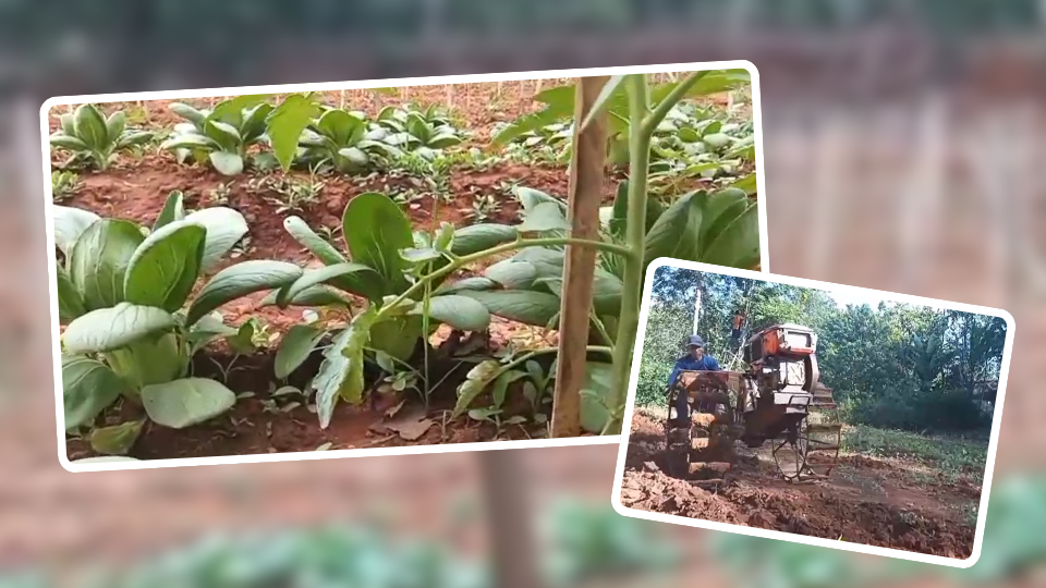 COV-Ikhtiar Mandiri Kelompok Tani Margo Mulyo-LD